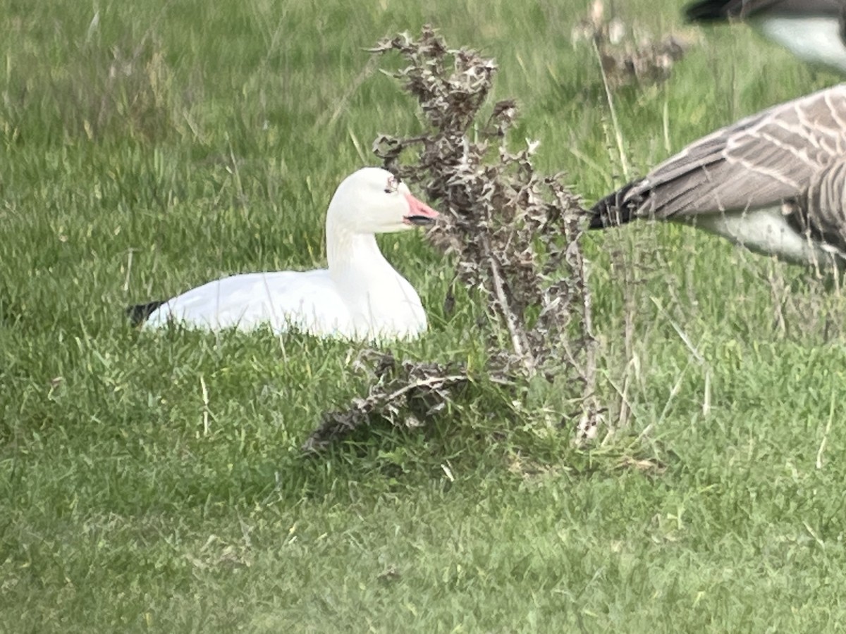 Snow Goose - ML646204408