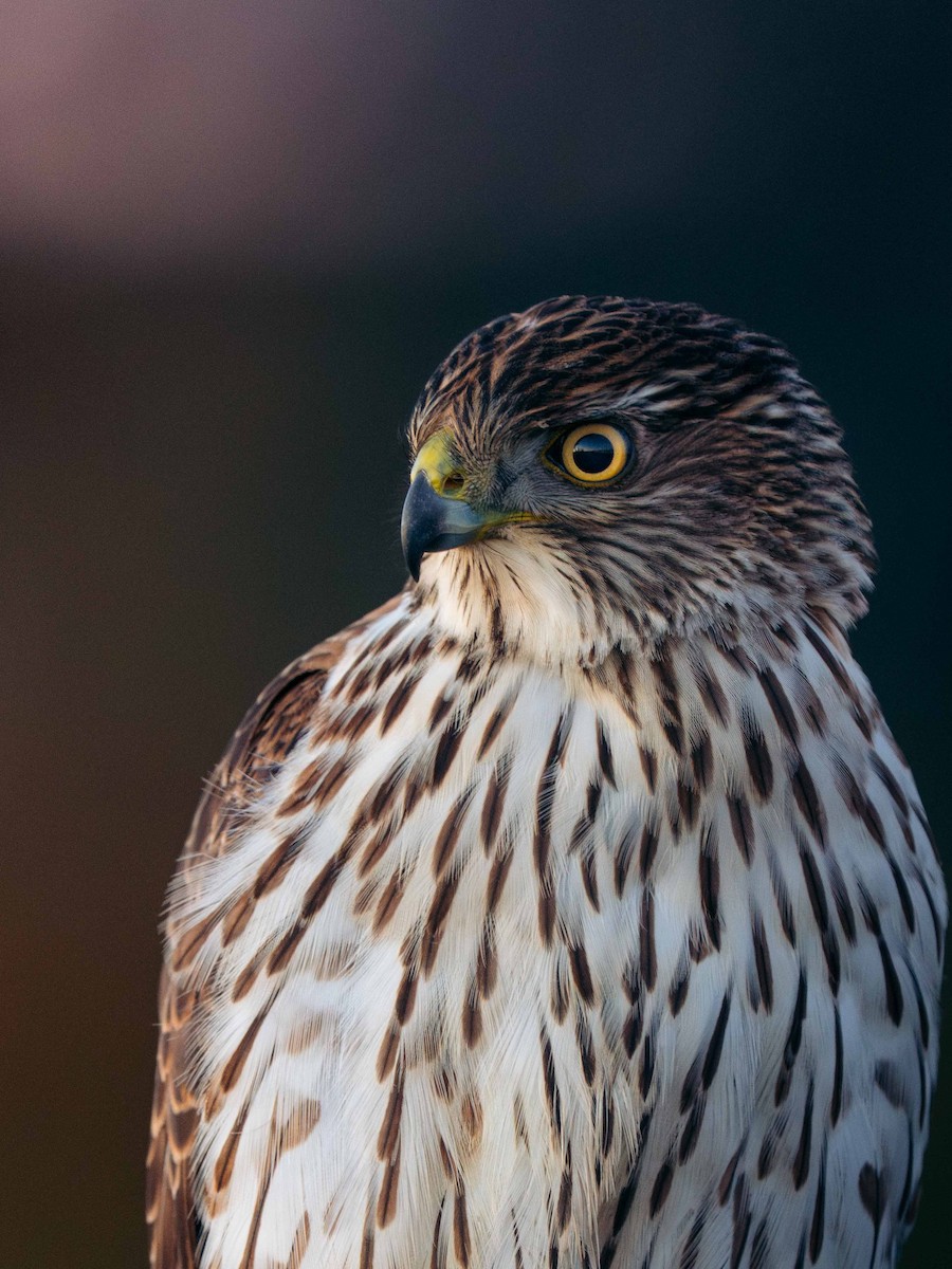 Cooper's Hawk - ML646204411