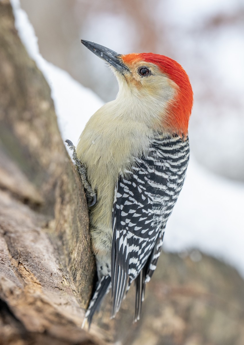 Red-bellied Woodpecker - ML646204415