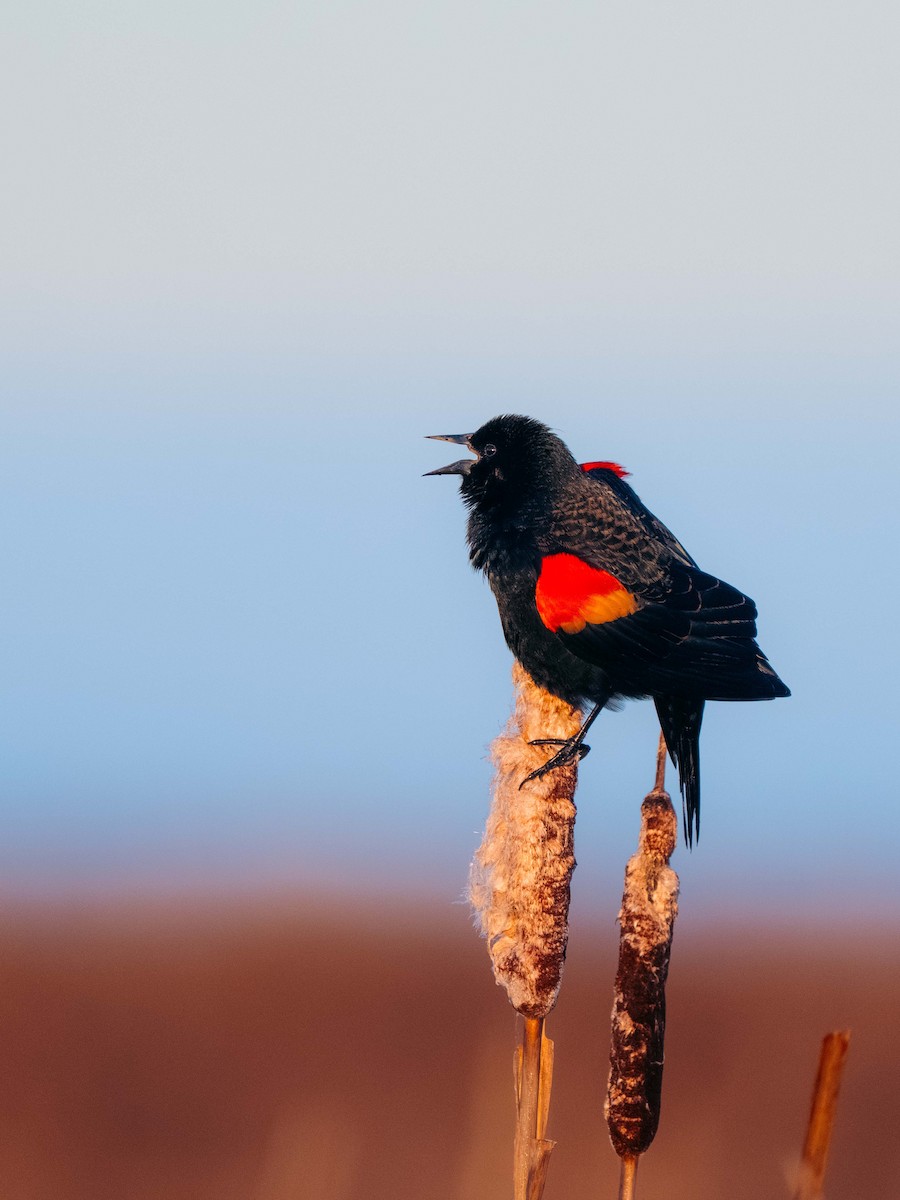 Red-winged Blackbird - ML646204416