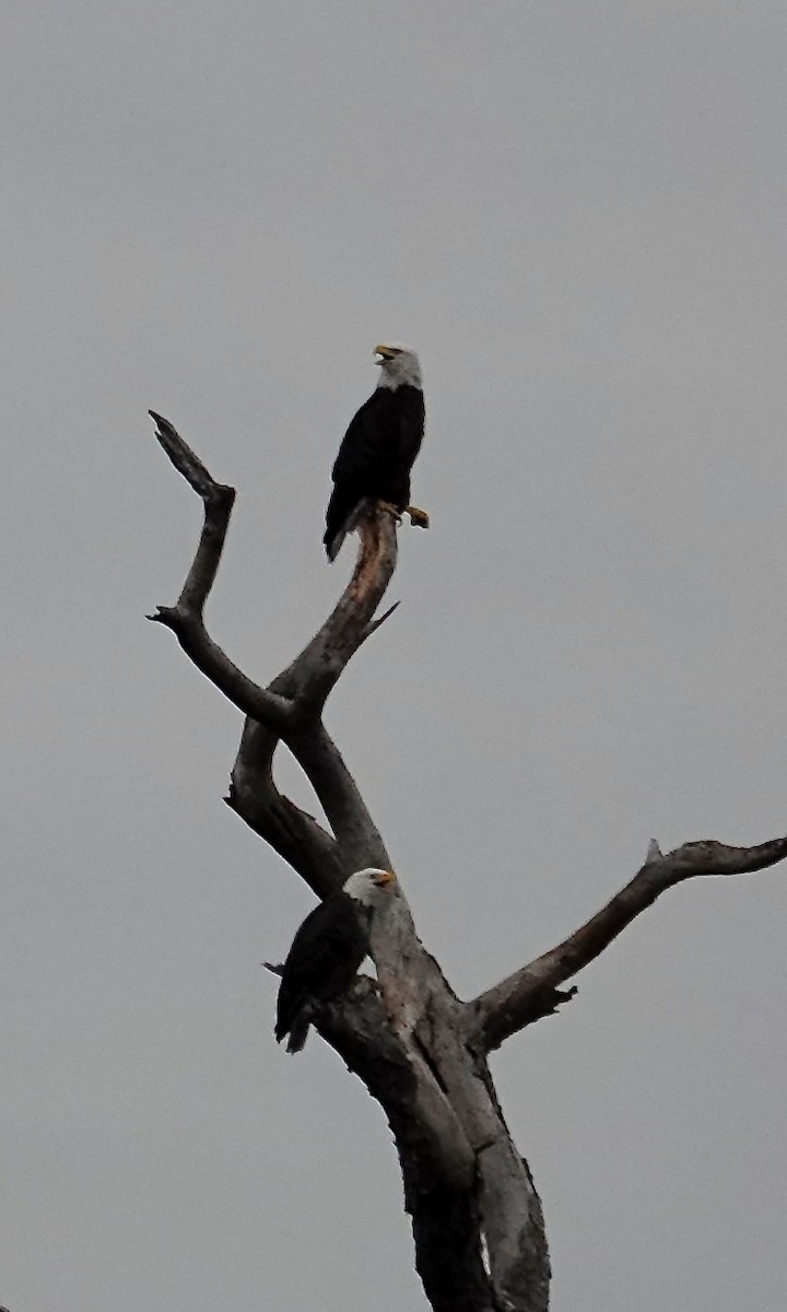 Bald Eagle - ML646204427