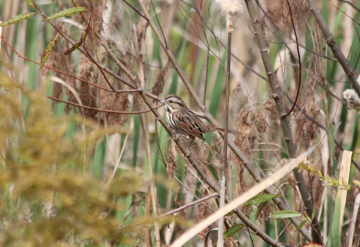 Song Sparrow - ML646204428