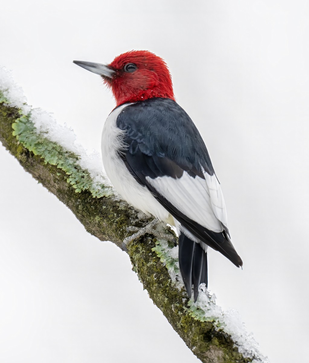 Red-headed Woodpecker - ML646204429