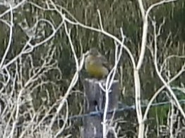 Kurzschnabel-Gilbtangare - ML646204430