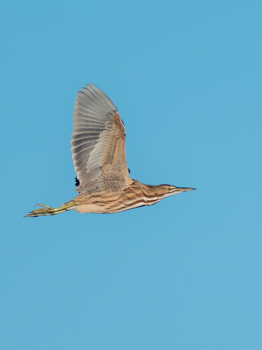 American Bittern - ML646204431
