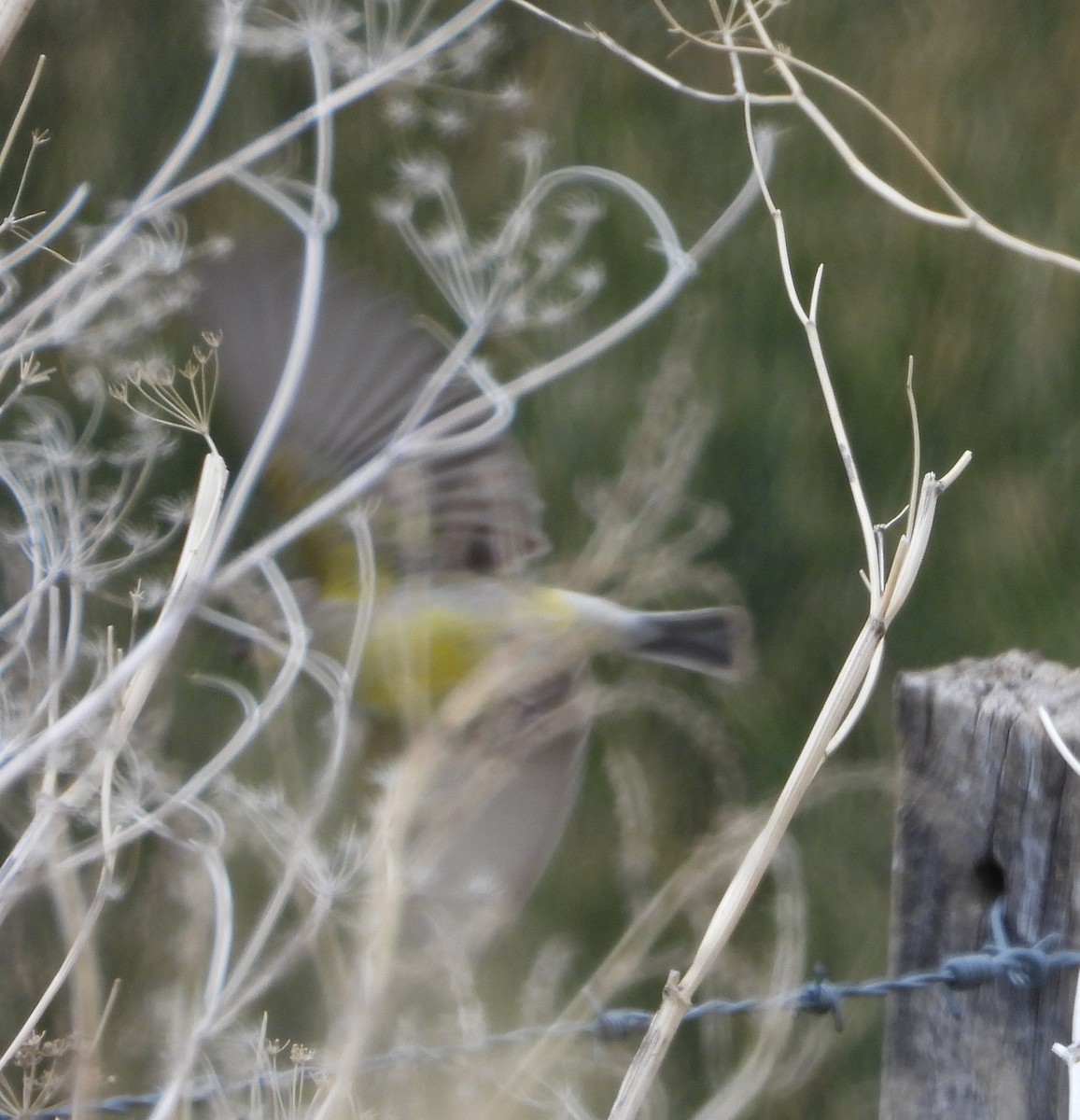 Kurzschnabel-Gilbtangare - ML646204432