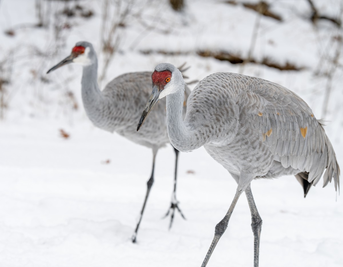 Sandhill Crane - ML646204437