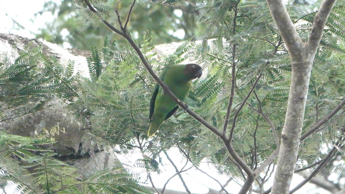 Лоріто червоноголовий - ML646204439