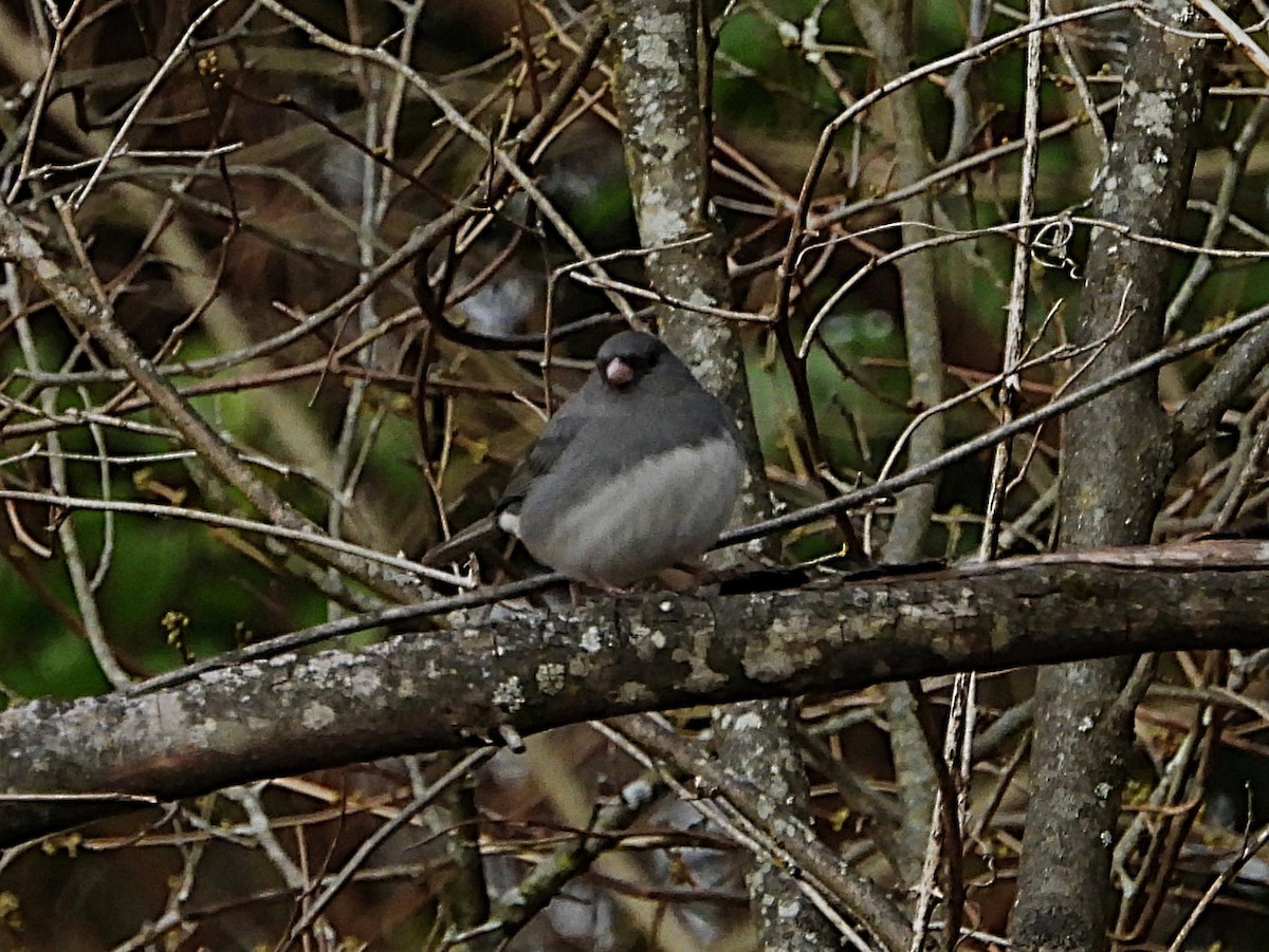 Dark-eyed Junco - ML646204442