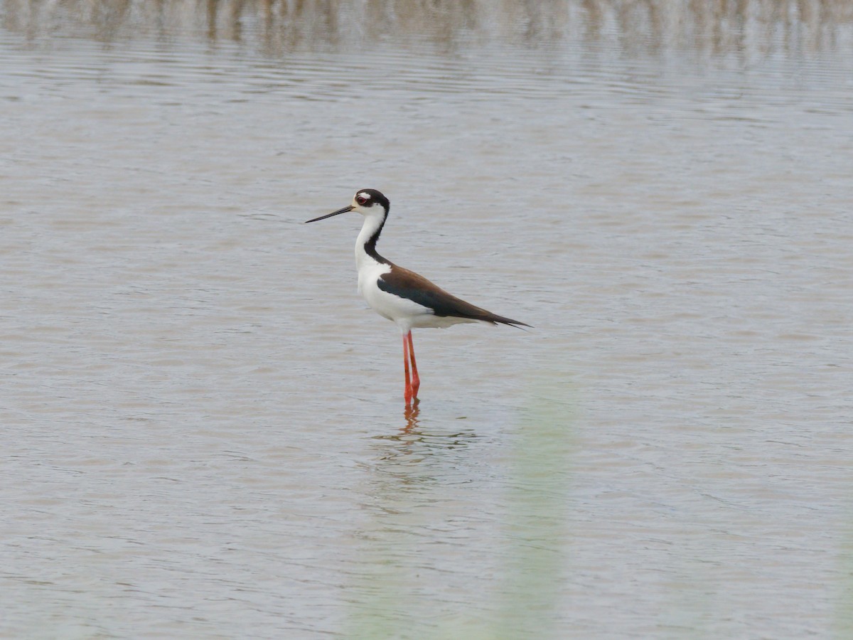Black-necked Stilt - ML646204444
