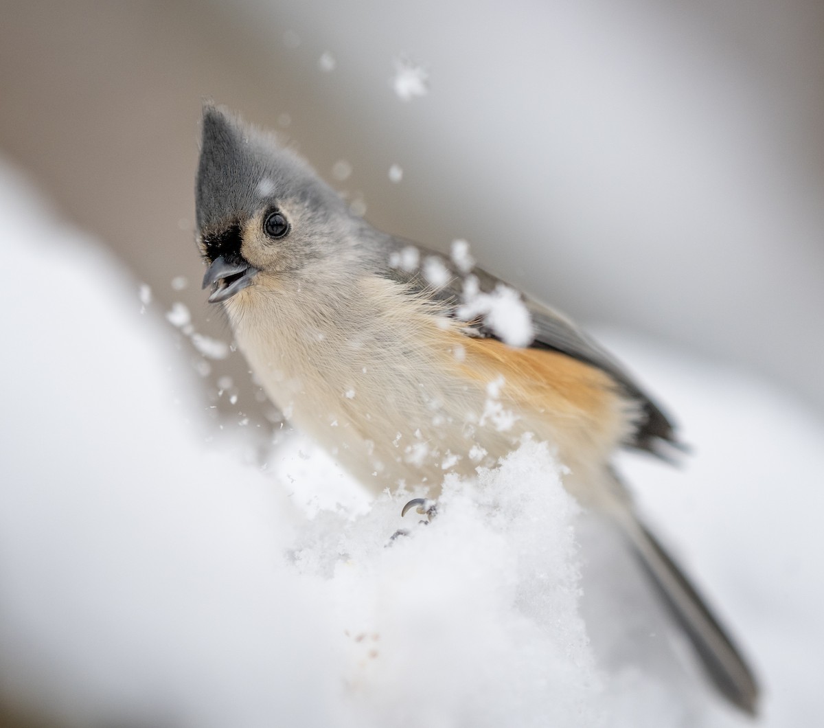 Tufted Titmouse - ML646204445