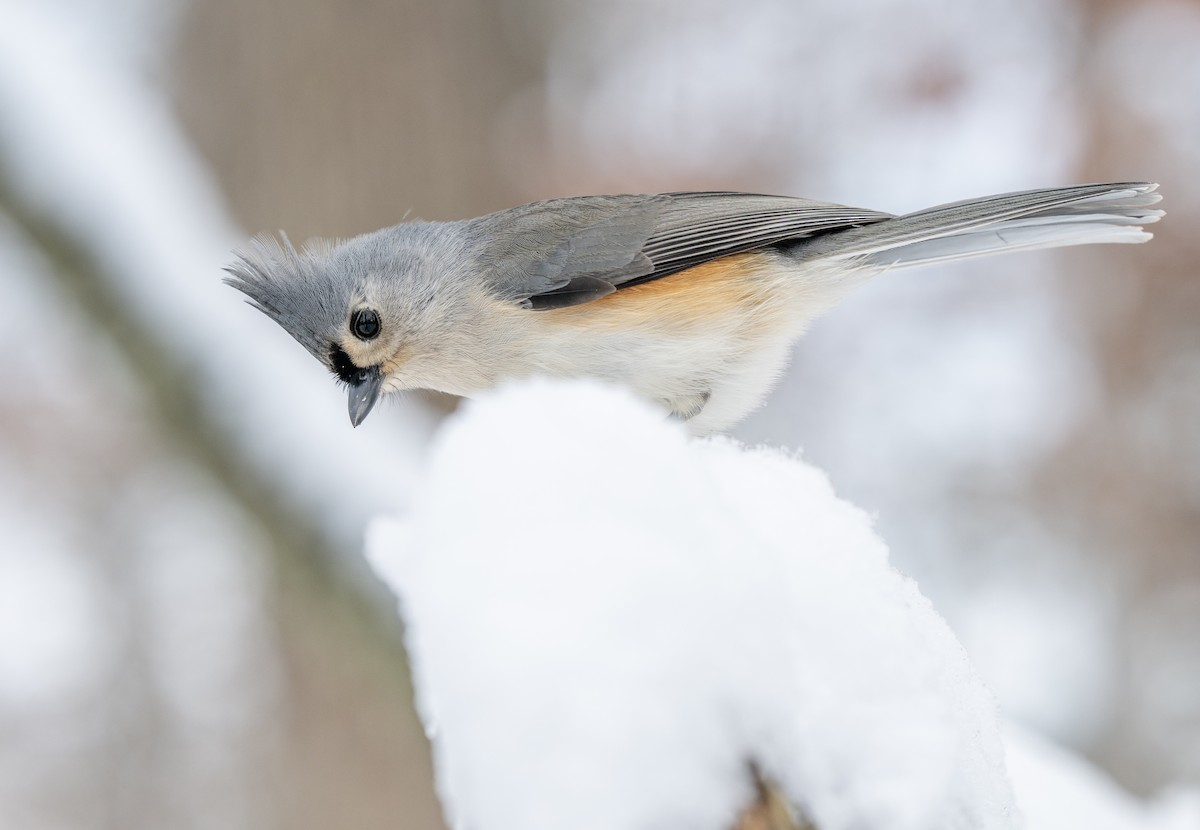 Tufted Titmouse - ML646204446
