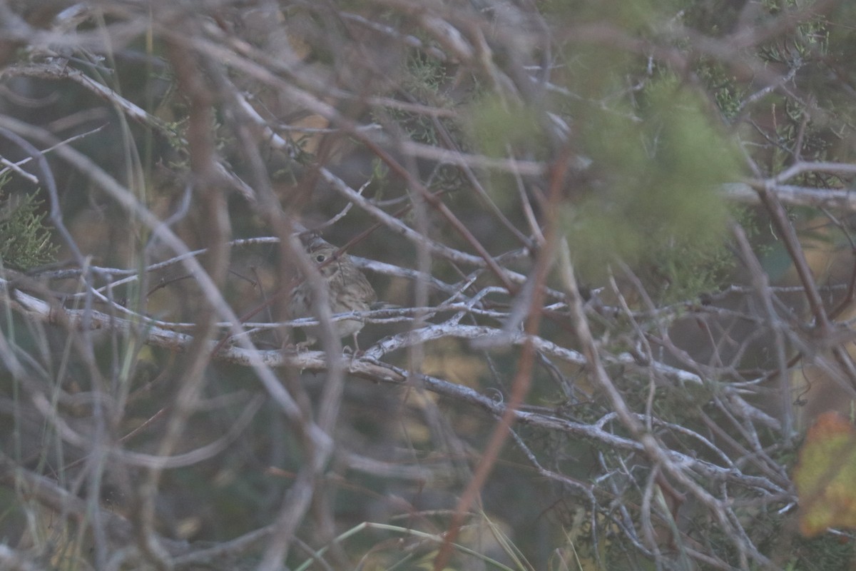 Chingolo Coliblanco - ML646204448