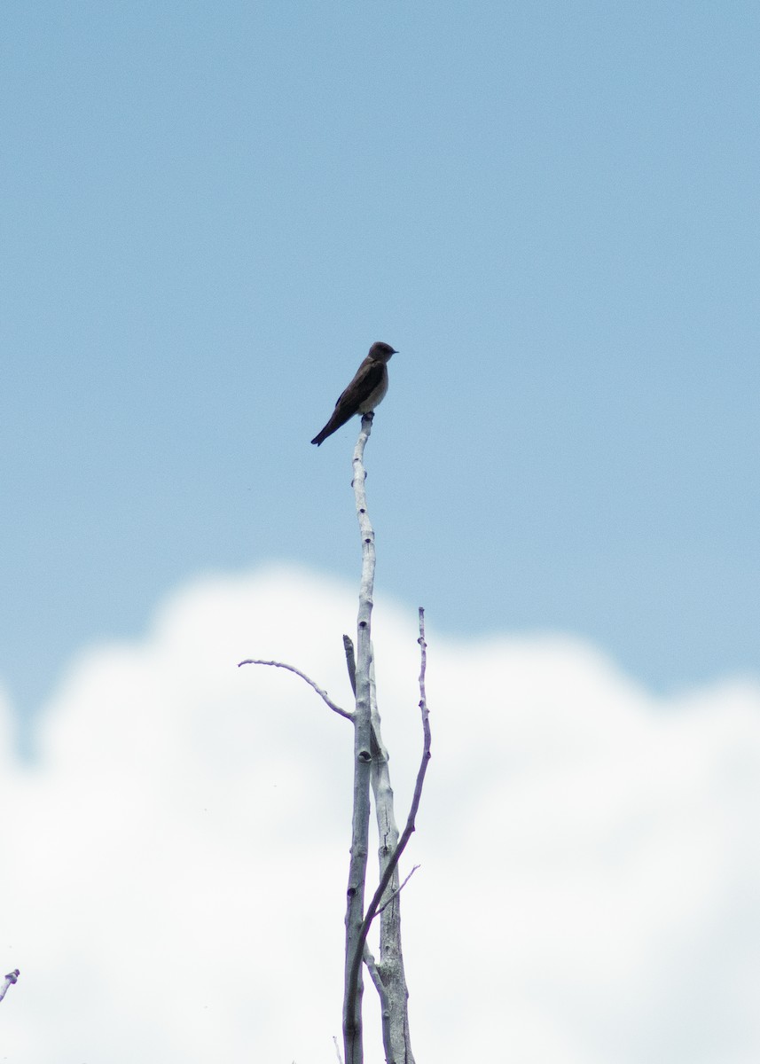 Northern Rough-winged Swallow - ML646204449