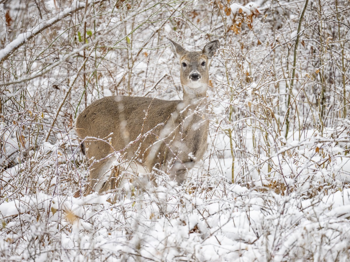 White-tailed Deer - ML646204450