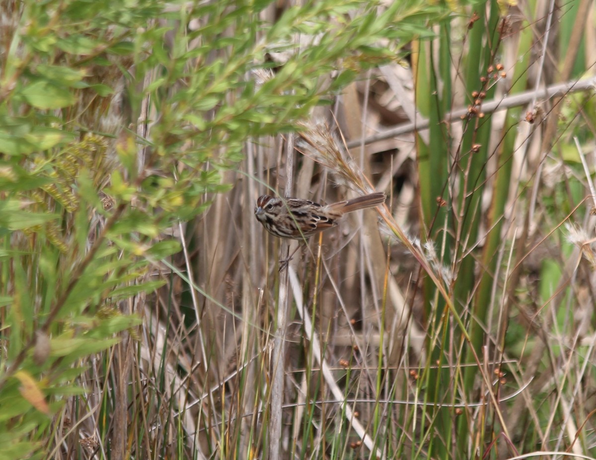 Song Sparrow - ML646204452