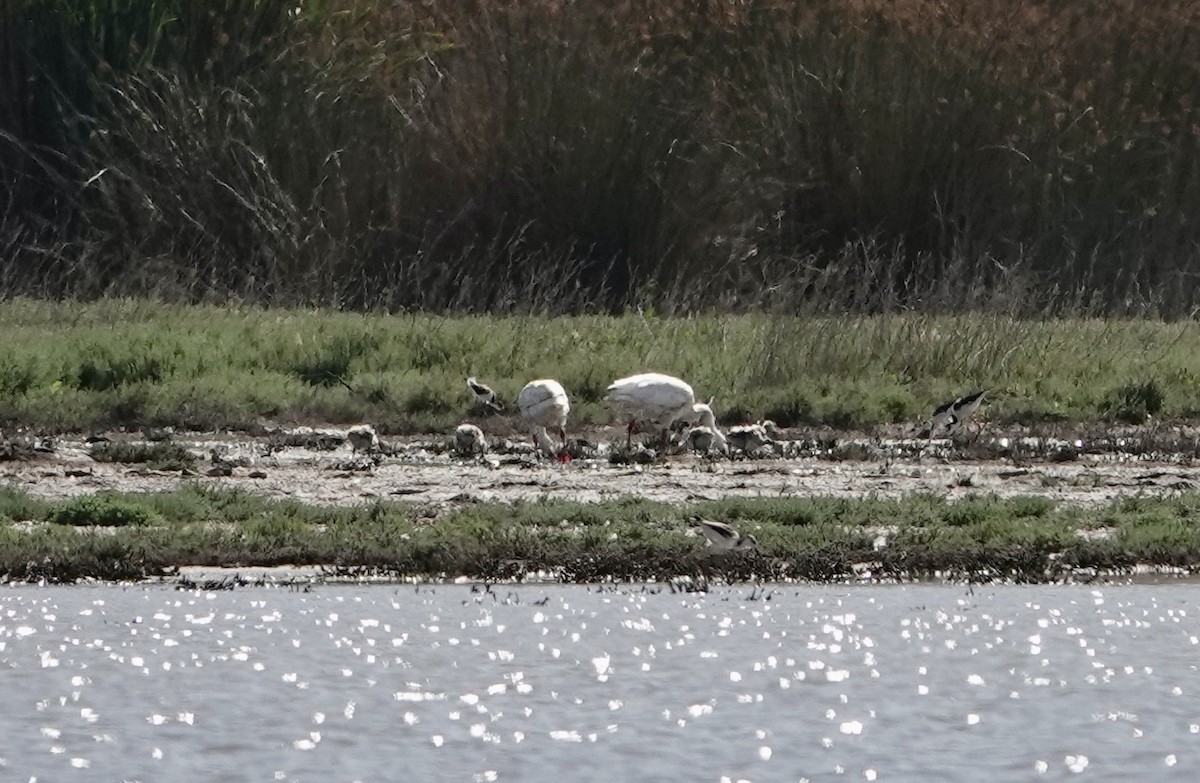 Coscoroba Swan - ML646204453