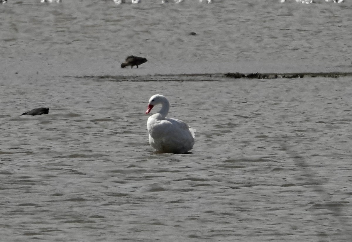 Coscoroba Swan - ML646204455