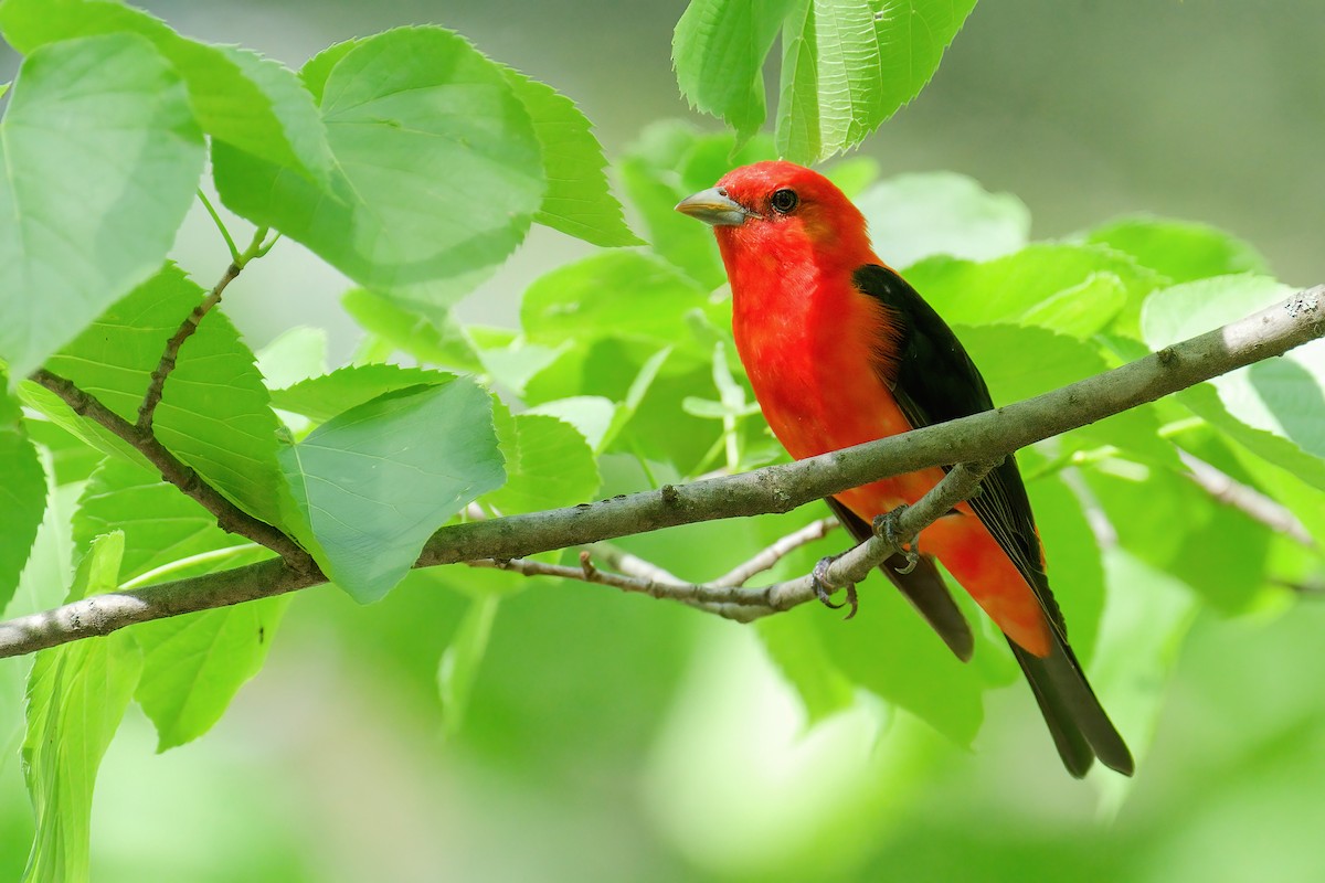 Scarlet Tanager - ML646204462