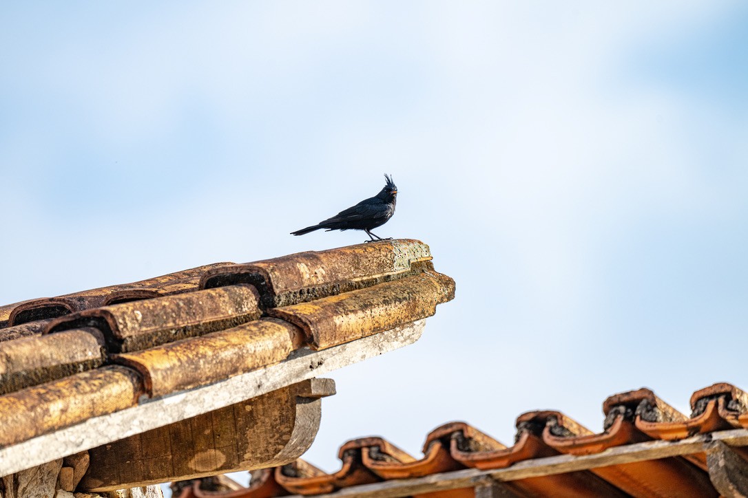 Crested Black-Tyrant - ML646204463