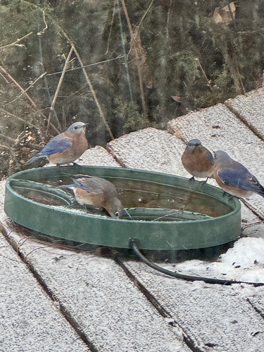 Eastern Bluebird - ML646204464