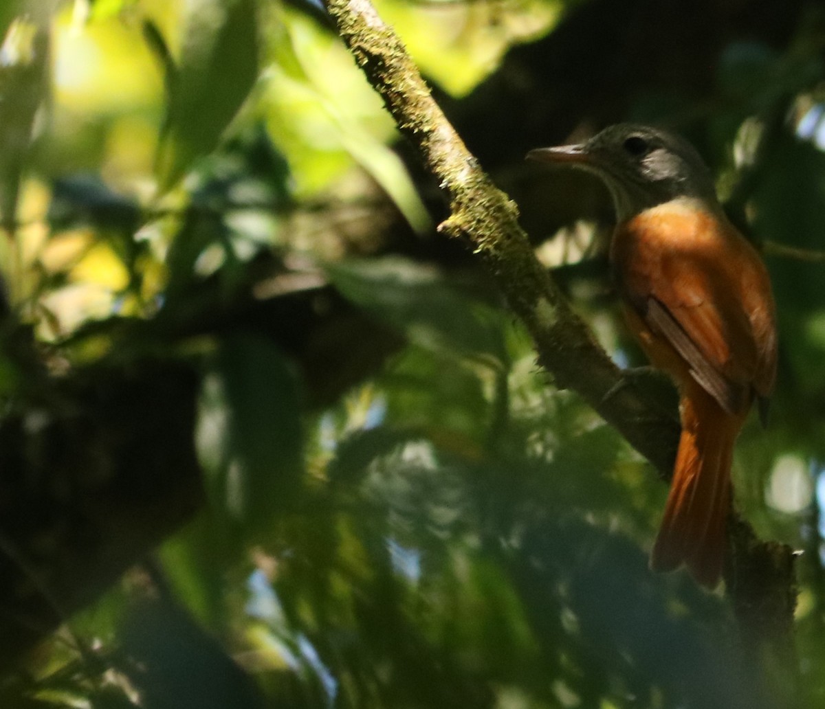 Gray-hooded Attila - ML646204466