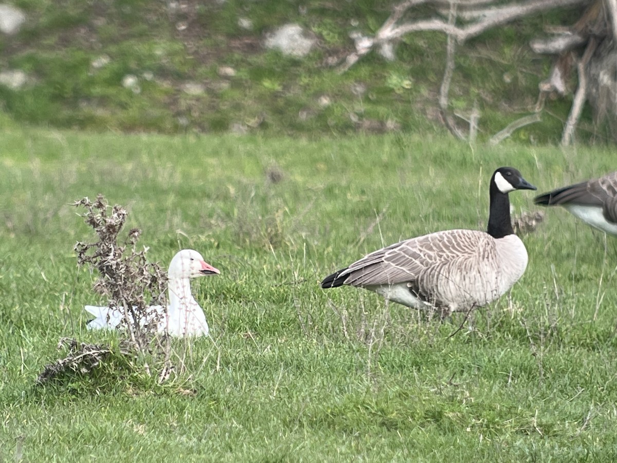 Canada Goose - ML646204469
