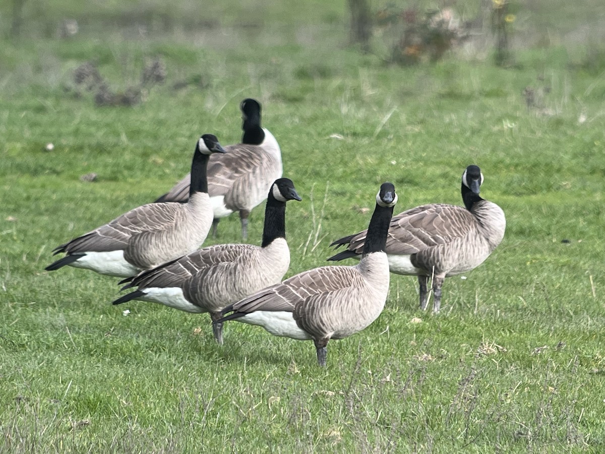 Canada Goose - ML646204470