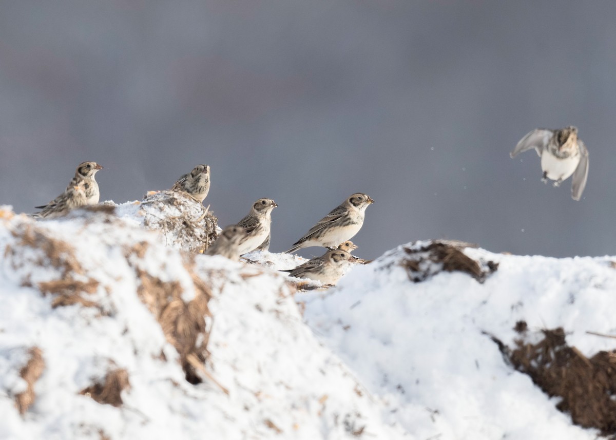 Lapland Longspur - ML646204473