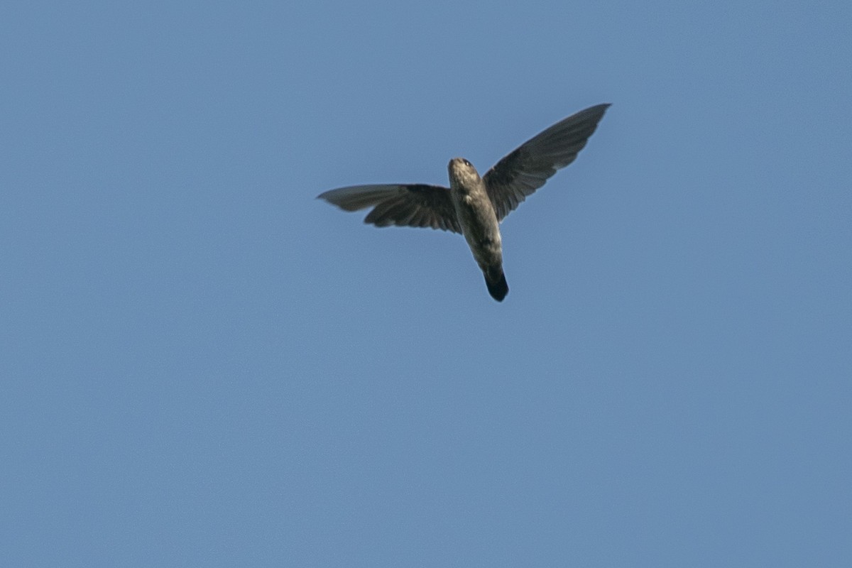 White-nest Swiftlet - ML646204475
