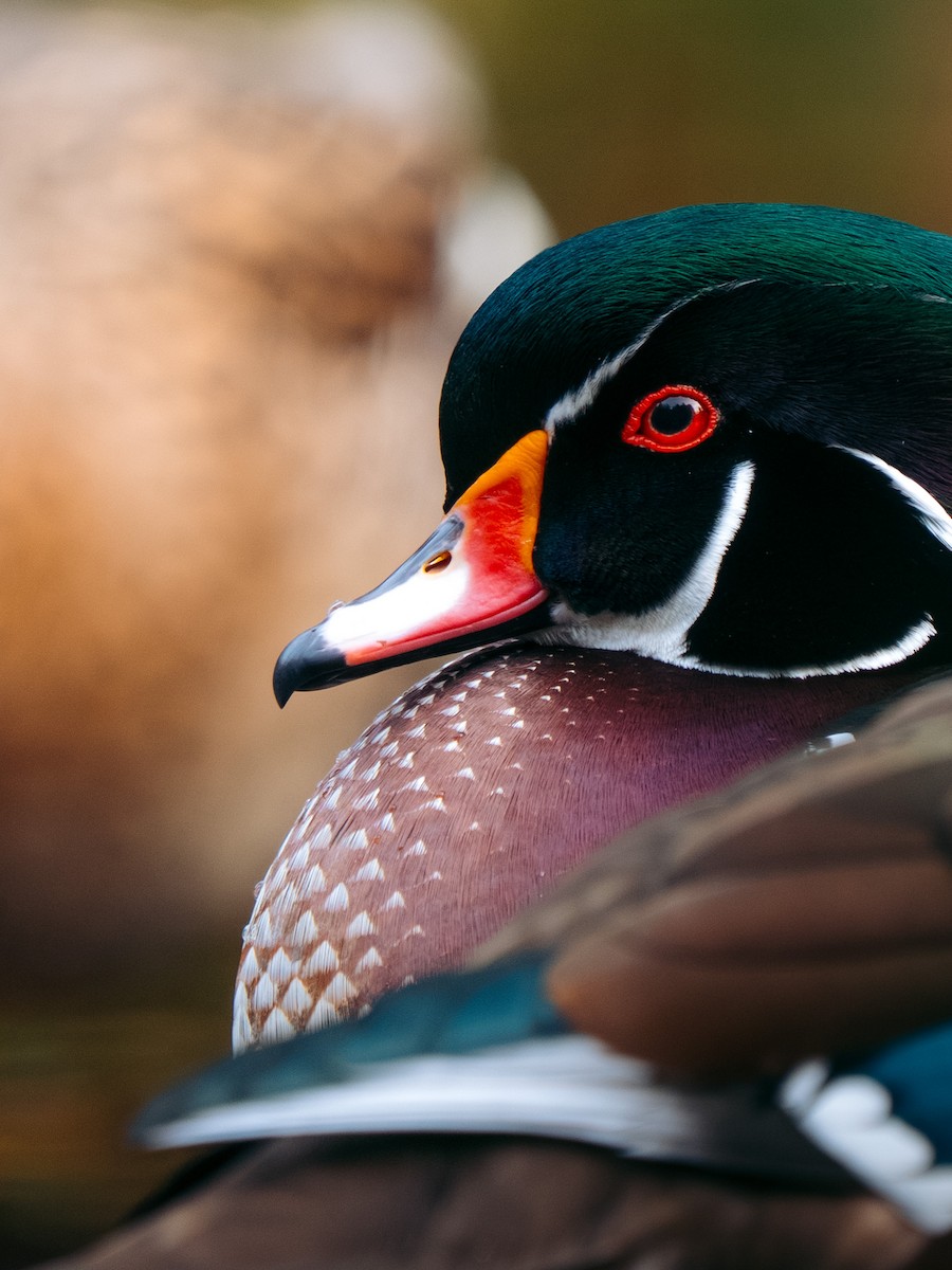 Wood Duck - ML646204476