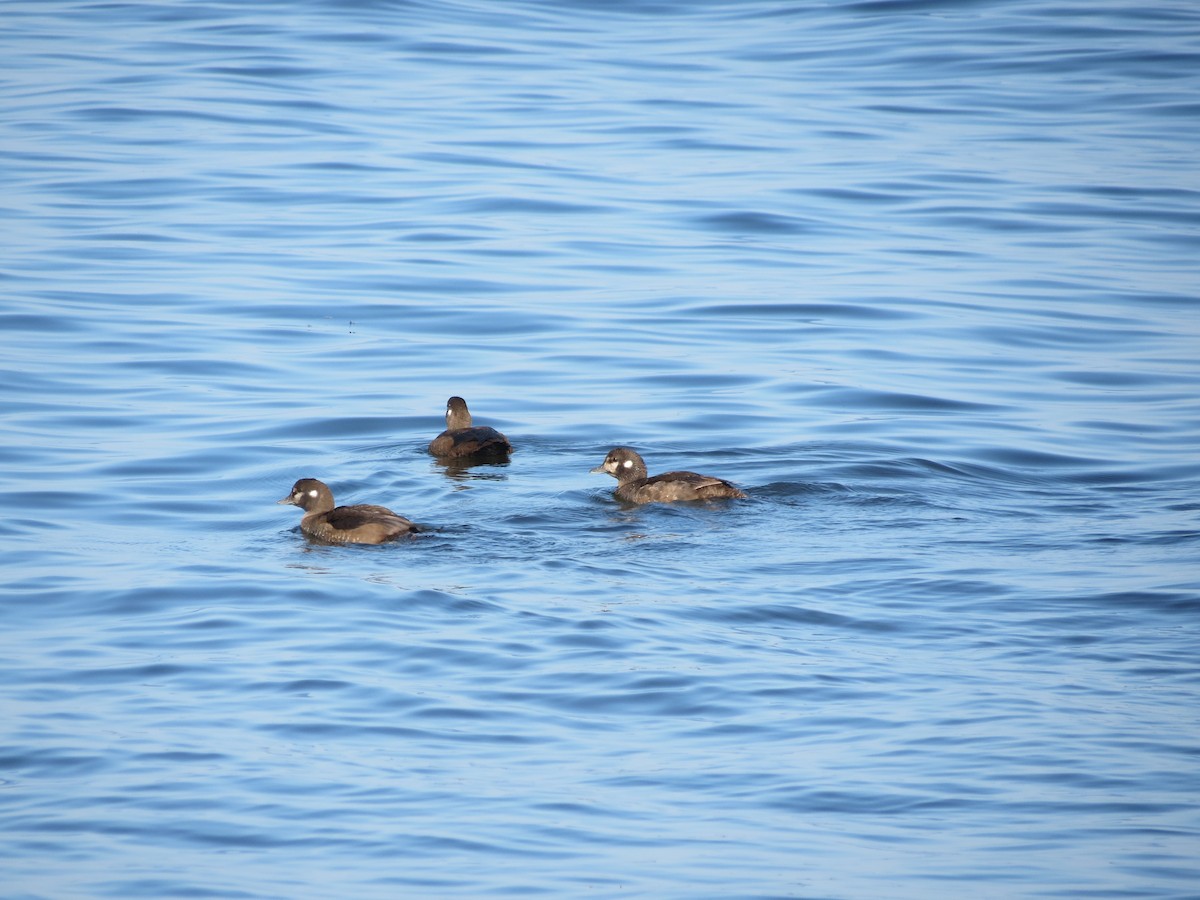 Harlequin Duck - ML646204477