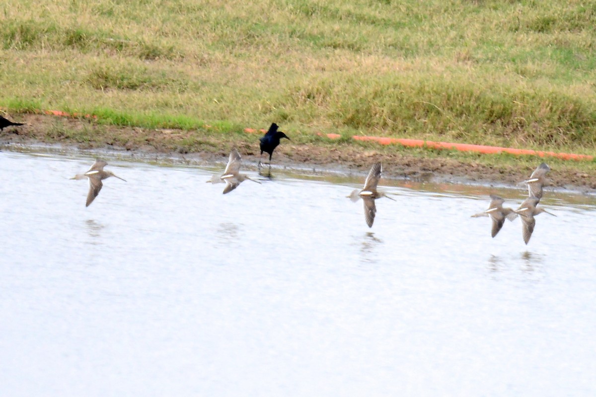 Long-billed Dowitcher - ML646204480