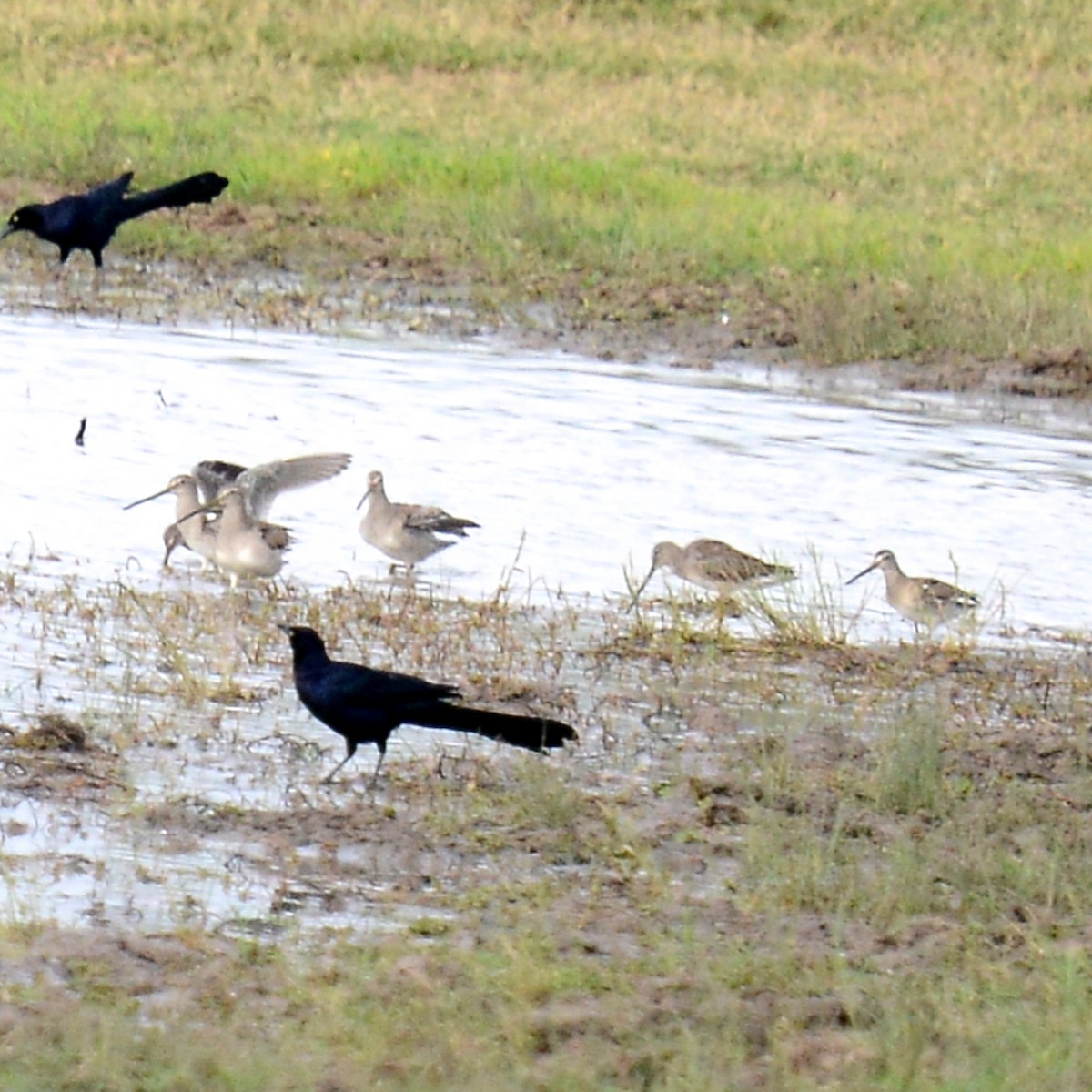 Long-billed Dowitcher - ML646204481