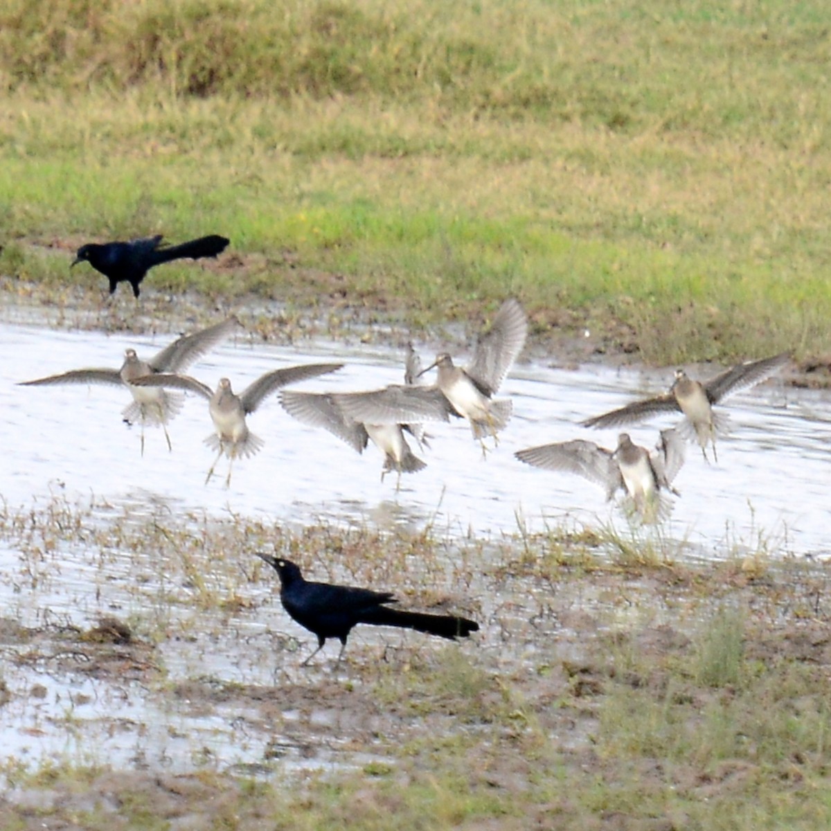 Long-billed Dowitcher - ML646204482