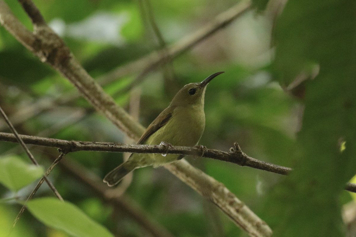 strdimil sp. - ML646204483