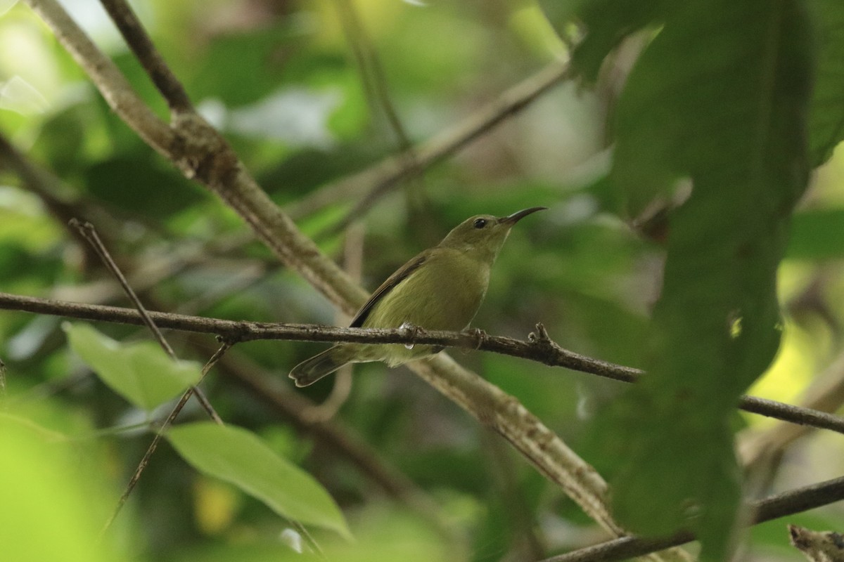 strdimil sp. - ML646204484