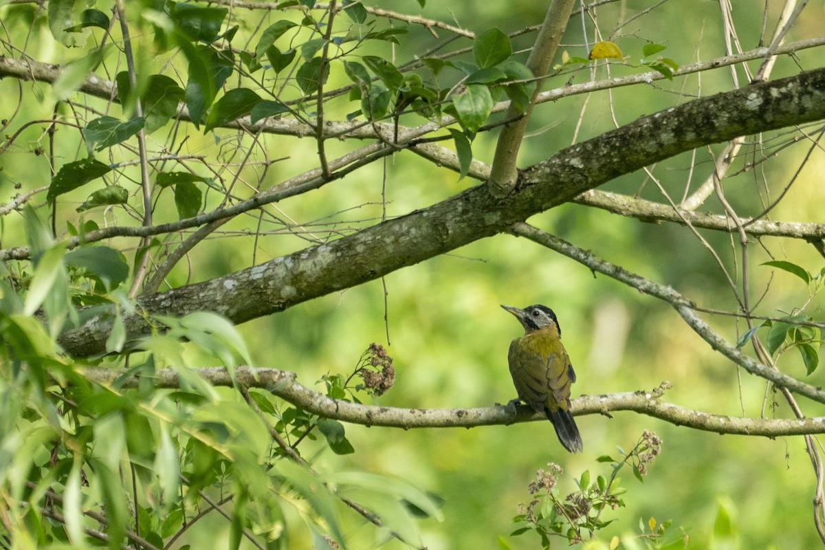 Laced Woodpecker - ML646204485