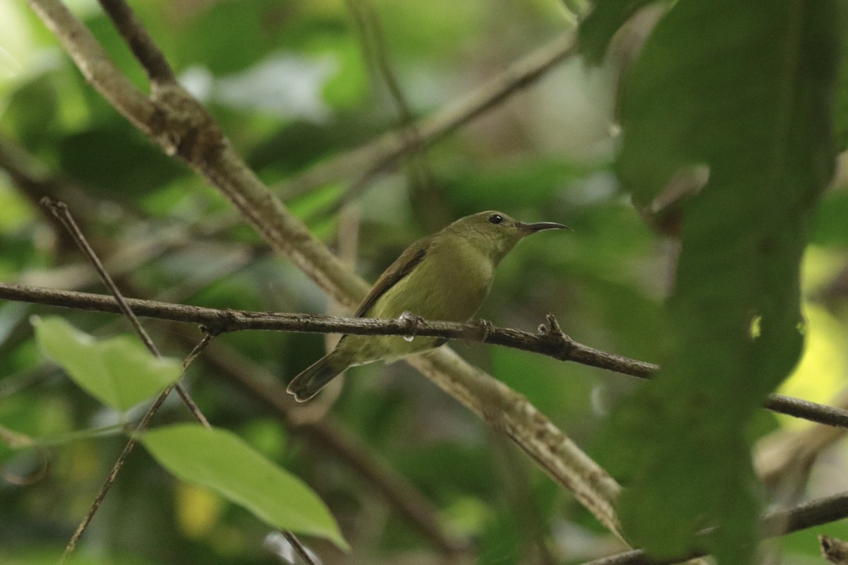 strdimil sp. - ML646204486