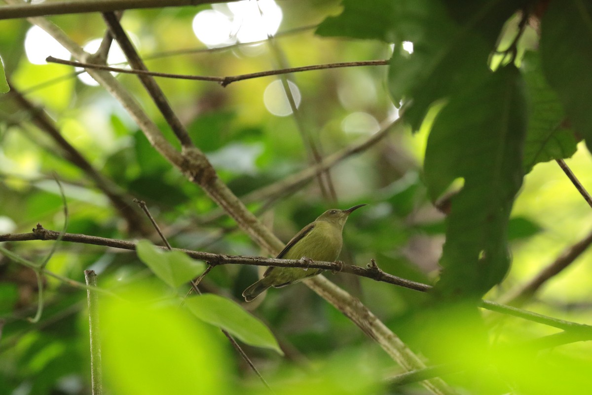 strdimil sp. - ML646204487