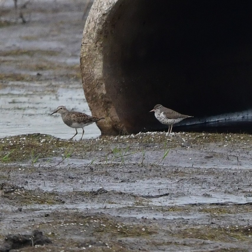 Побережник арктичний - ML646204489