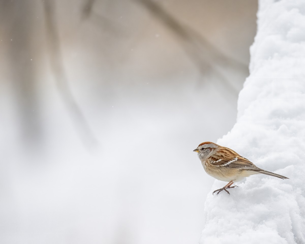 American Tree Sparrow - ML646204491