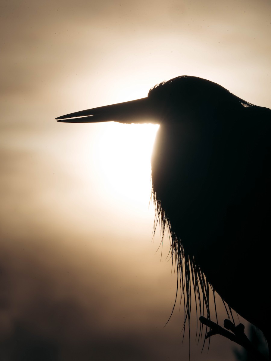 Great Blue Heron - ML646204492