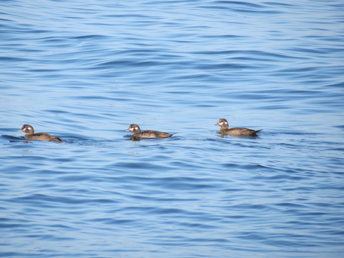 Harlequin Duck - ML646204494