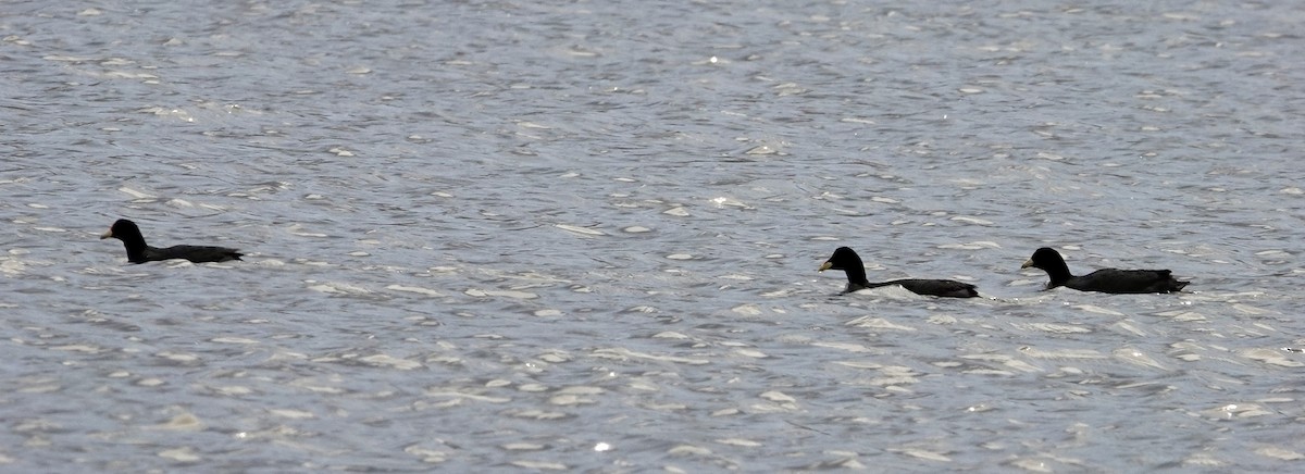 White-winged Coot - ML646204500