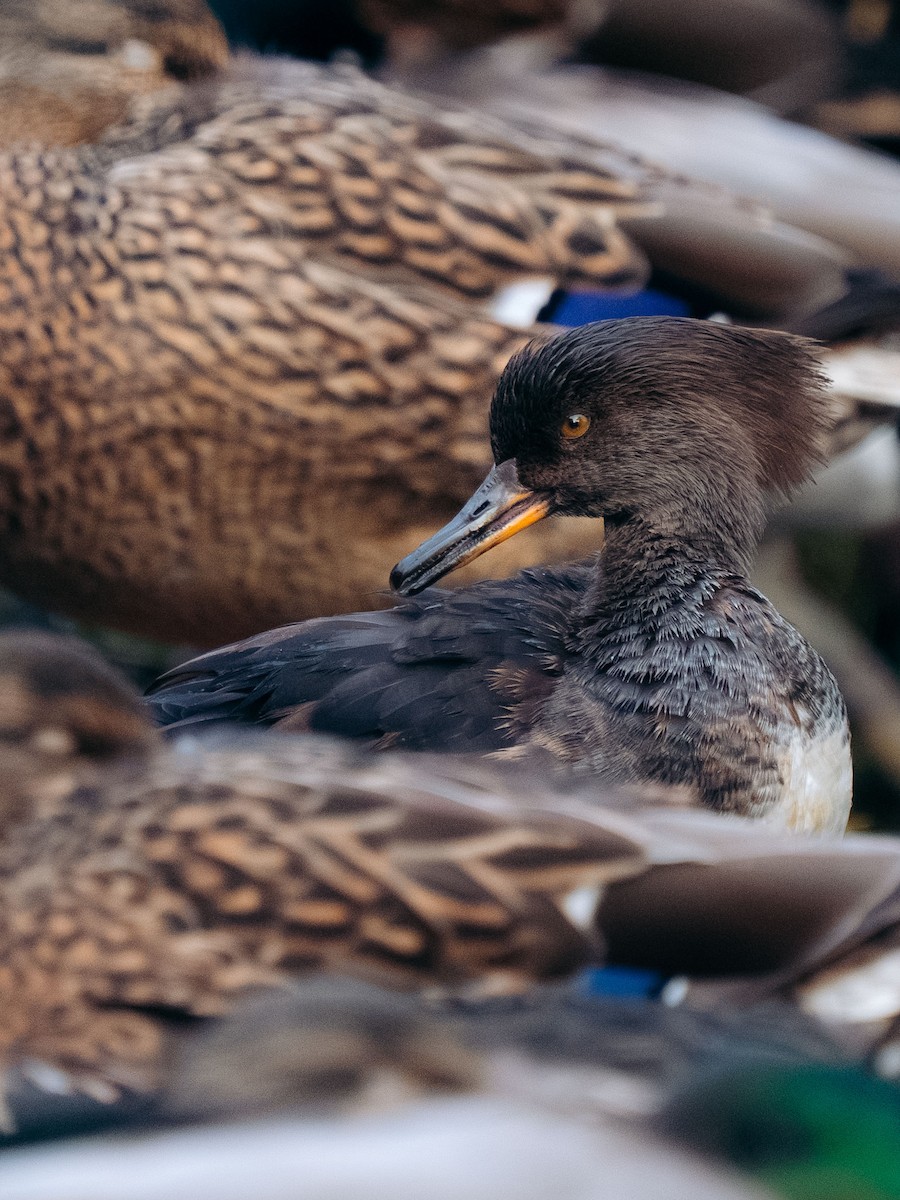 Hooded Merganser - ML646204501