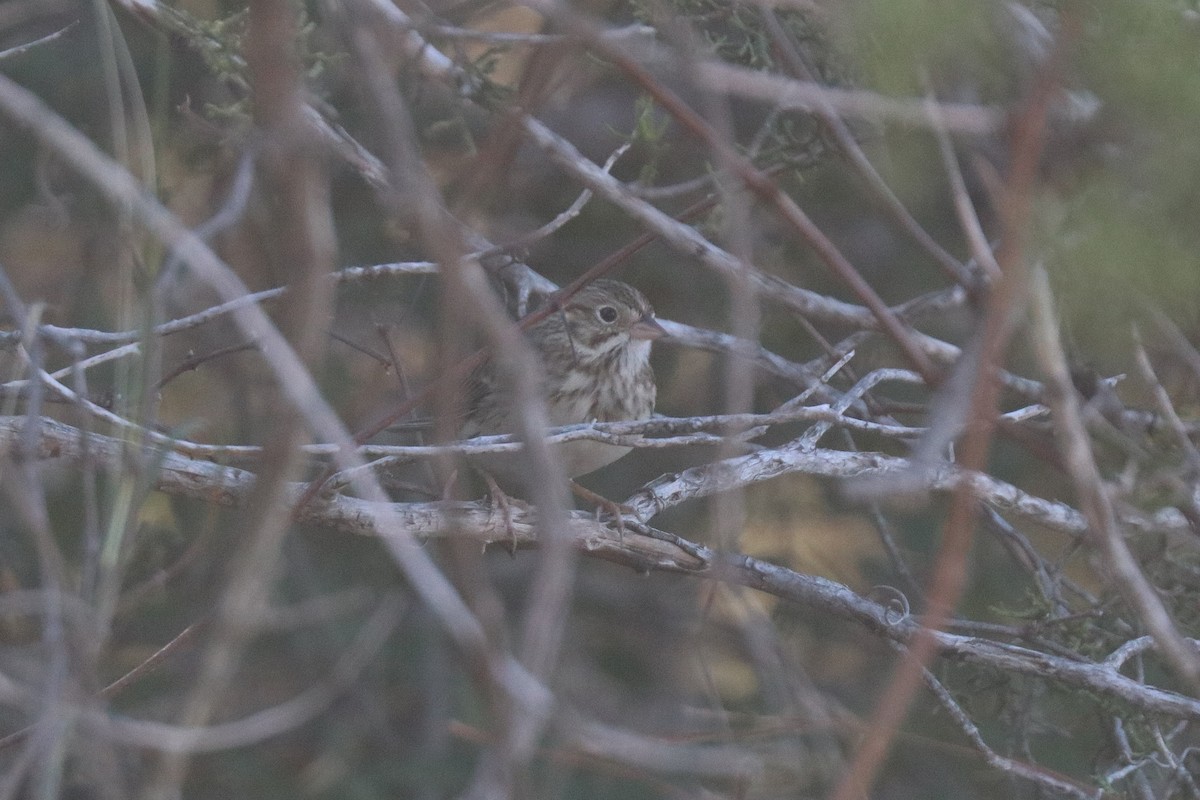 Chingolo Coliblanco - ML646204502