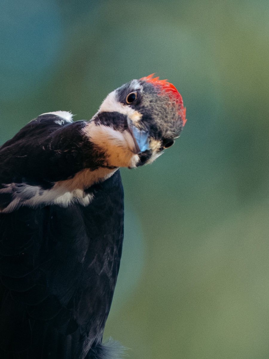 Pileated Woodpecker - ML646204510