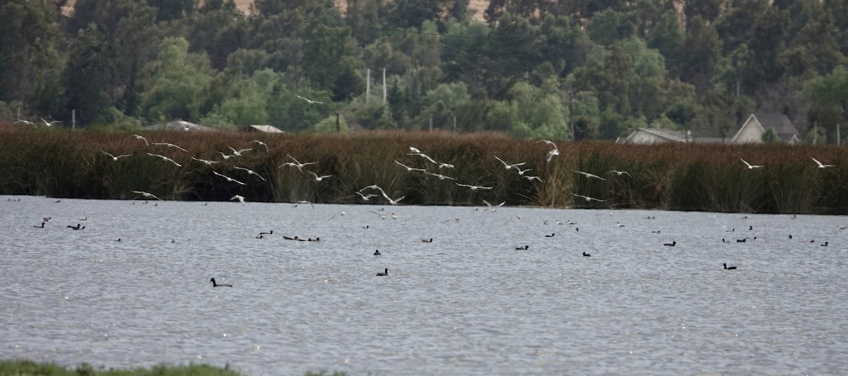 Franklin's Gull - ML646204511
