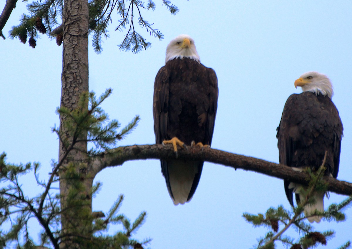 Bald Eagle - ML646204512